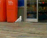 blog-1199349838.gif